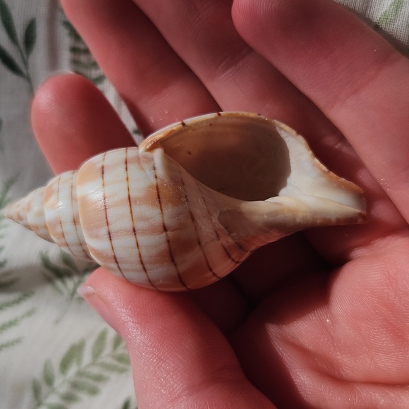 Banded Tulip Seashell - Picture 3 of 3